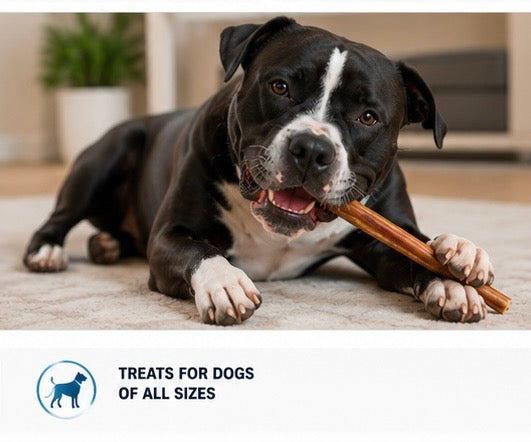 The Doctor’s Dog™  Bully Chew Sticks – Low Odor Chews – 12” – 10 oz