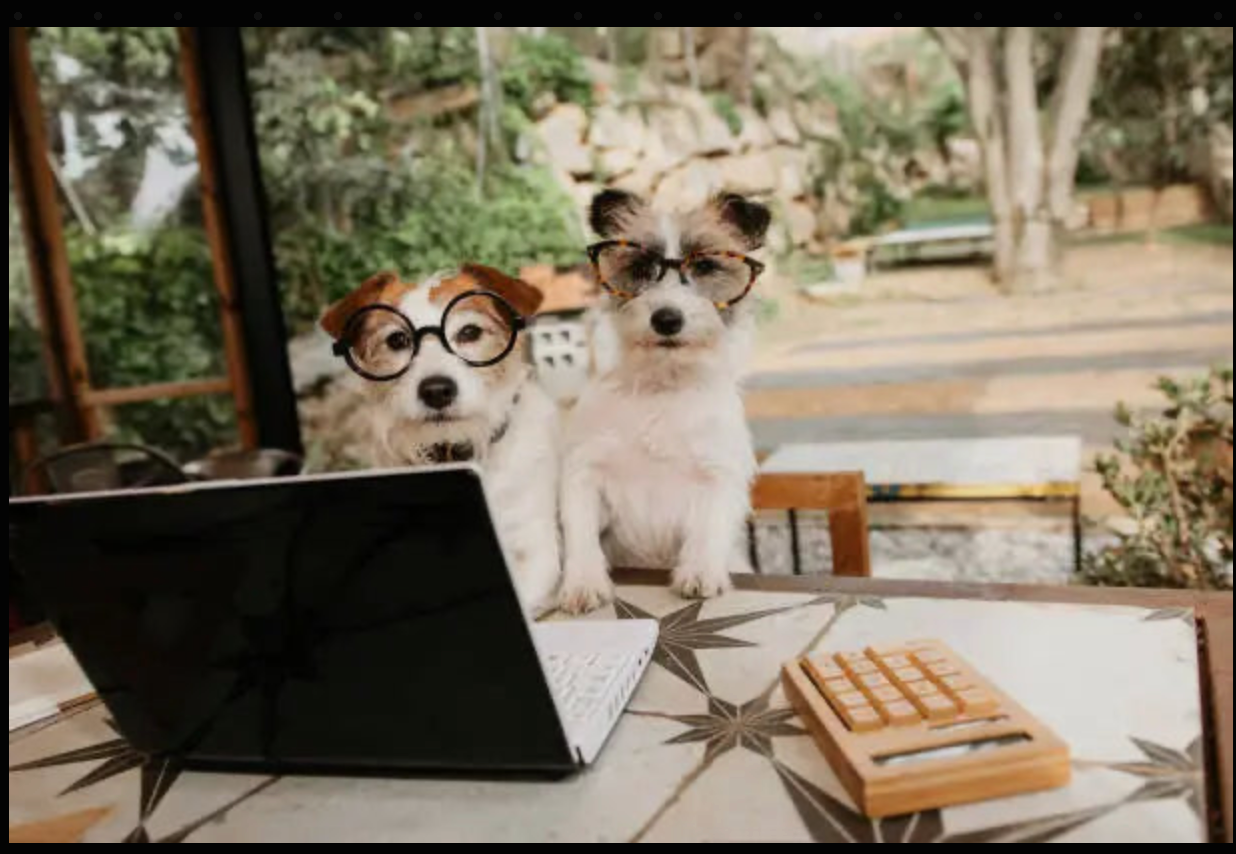 Canine Nutrition Consultation w/ Dr Kristy